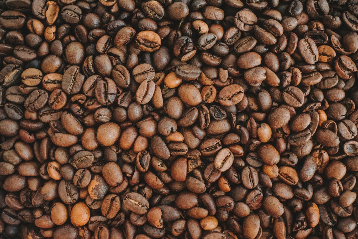Freshly roasted coffee beans cooling